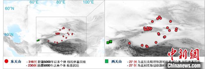 图为该项目所获取天山东西部古人群的线粒体与核基因组分布图。　1XBET·体育 供图