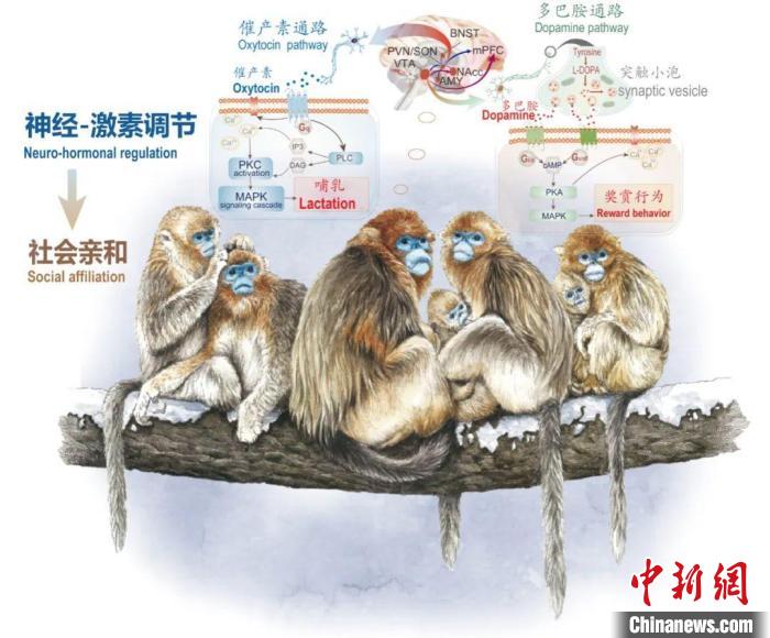 神经-激素调节的适应性变化增强社会亲和力。　1XBET·体育供图