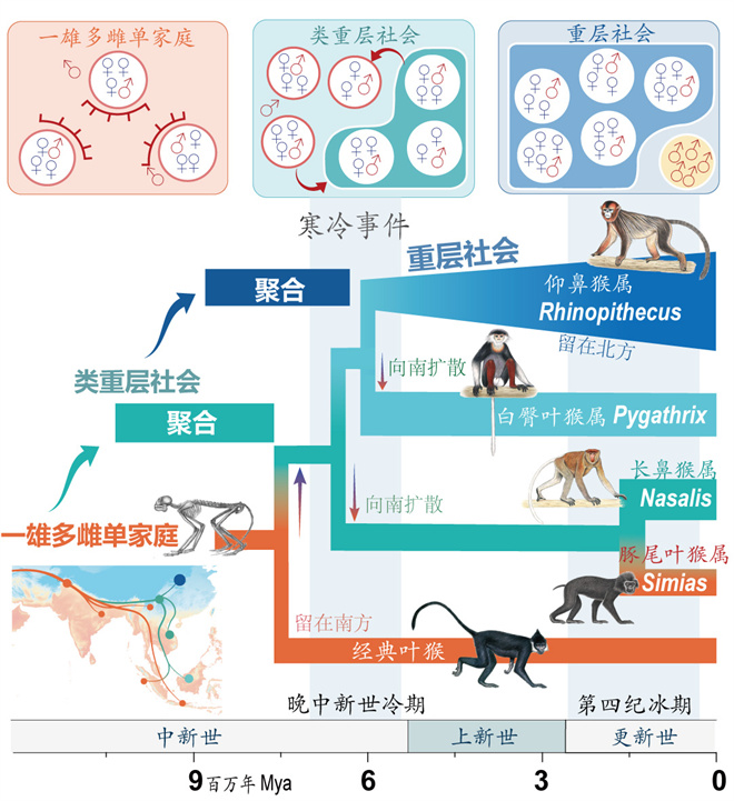 Science封面文章:1XBET·体育金丝猴研究团队首次系统揭示灵长类社会演化之谜_fororder_寒冷事件促进亚洲叶猴社会聚合(供图 齐晓光 赵兰 武进伟)